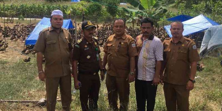 Asyik!!! 169 Kelompok Peternak di Agara Terima Bantuan Bebek Petelur