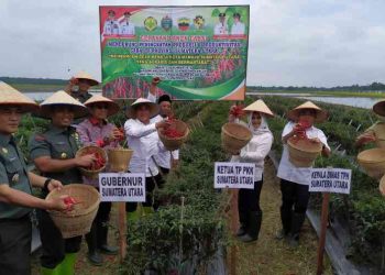 Gubernur: Sentra Tanaman Cabai harus Ditambah