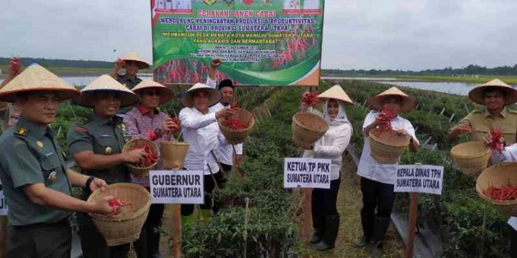 Gubernur: Sentra Tanaman Cabai harus Ditambah