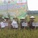 Petani di Sumut Diimbau Gunakan Pupuk Organik