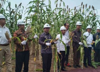 Sorgum Berdampingan di Lahan Sawit, Hasilnya Sangat Mengejutkan!!!