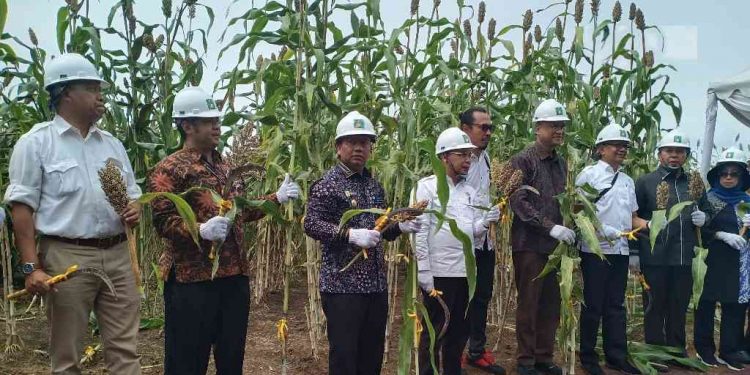 Sorgum Berdampingan di Lahan Sawit, Hasilnya Sangat Mengejutkan!!!