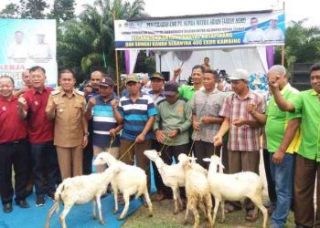 Nikmatnya Kelompok Tani Ini Dapat Bantuan 400 Ekor Kambing Gratis!!!