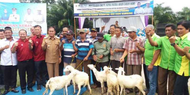 Nikmatnya Kelompok Tani Ini Dapat Bantuan 400 Ekor Kambing Gratis!!!