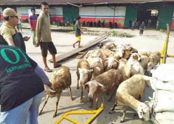 Sumut Penyuplay Daging Domba Kebutuhan Malaysia