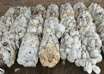 Harga Ekspor Karet TSR20 Naik di Awal Tahun 2020