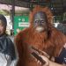 Orangutan Tapanuli Hanya Ada di Indonesia