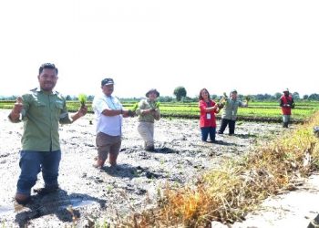 TPL Berikan Ratusan Kilogram Benih Padi di Toba