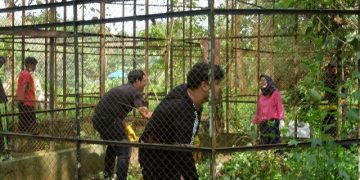 Peduli Medan Zoo, Influencer Medan Donasikan Pakan Hingga Gelar Aksi Bersih – bersih