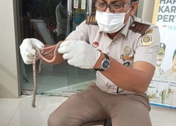 Ekspor Cacing Nipah Sumut ke Malaysia masih terus berlanjut