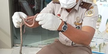 Ekspor Cacing Nipah Sumut ke Malaysia masih terus berlanjut