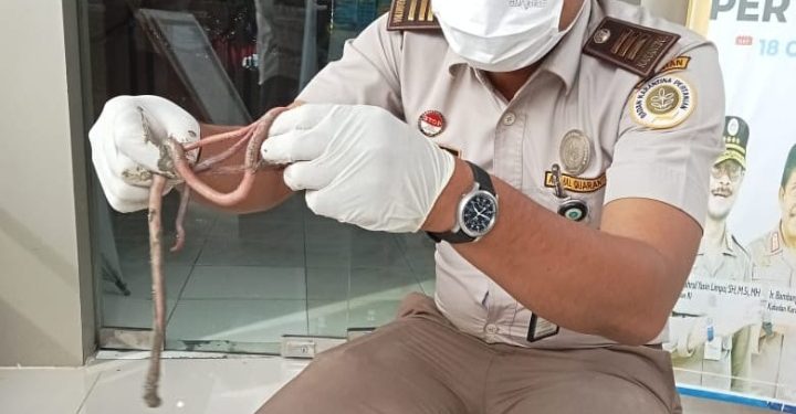 Ekspor Cacing Nipah Sumut ke Malaysia masih terus berlanjut