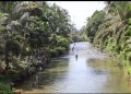Agincourt Resources Tebar Puluhan Ribu Bibit Ikan Di Lubuk Larangan Dorong Ekosistem Perairan Lestari