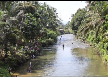 Agincourt Resources Tebar Puluhan Ribu Bibit Ikan Di Lubuk Larangan Dorong Ekosistem Perairan Lestari