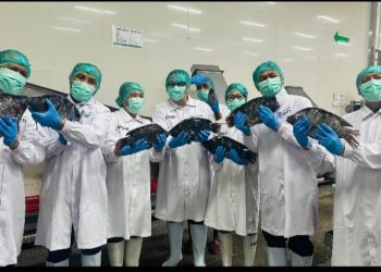 Kemenko Pangan Tinjau Proses Pengolahan Ikan Tilapia Regal Springs Indonesia
