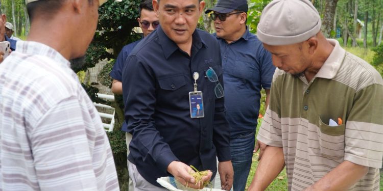 Perum BULOG Kanwil Sumut Serap 3 Ton Gabah Kering Panen Petani Desa Karang Rejo Stabat Kabupaten Langkat Sumut
