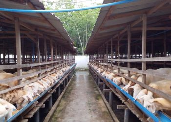 PT Aliyah Rizq Agriculture – Kerajaan Kejeruan Metar Bilad Deli Bersiap Sembelih dan Bagikan Hewan Kurban Idul Adha 2026 Masyarakat Indonesia, Malaysia dan Singapura di Sumut
