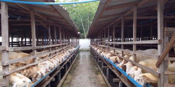 PT Aliyah Rizq Agriculture – Kerajaan Kejeruan Metar Bilad Deli Bersiap Sembelih dan Bagikan Hewan Kurban Idul Adha 2026 Masyarakat Indonesia, Malaysia dan Singapura di Sumut