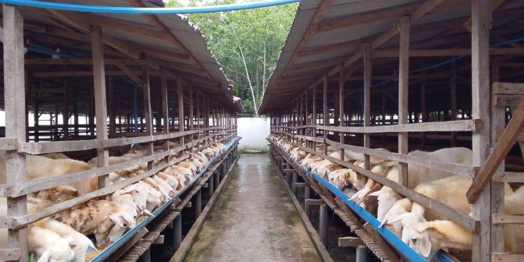 PT Aliyah Rizq Agriculture – Kerajaan Kejeruan Metar Bilad Deli Bersiap Sembelih dan Bagikan Hewan Kurban Idul Adha 2026 Masyarakat Indonesia, Malaysia dan Singapura di Sumut