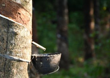 Volume Ekspor Karet Sumatera Utara Februari 2026 Naik Tipis, Permintaan Global Masih Menahan Pemulihan