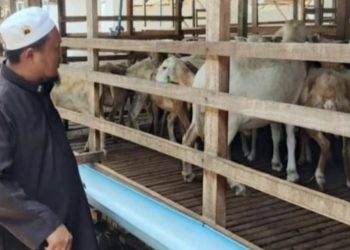 PT Aliyah Rizq Agriculture Bersiap Menjalankan Pemotongan dan Pembagian Hewan Kurban di Sumatera Utara, Diperkirakan Jadi Program Ibadah dan Sosial Terbesar