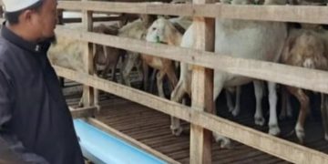 PT Aliyah Rizq Agriculture Bersiap Menjalankan Pemotongan dan Pembagian Hewan Kurban di Sumatera Utara, Diperkirakan Jadi Program Ibadah dan Sosial Terbesar