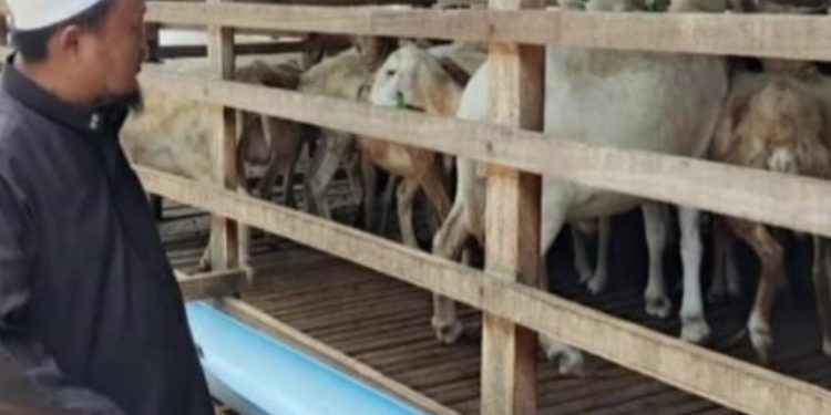 PT Aliyah Rizq Agriculture Bersiap Menjalankan Pemotongan dan Pembagian Hewan Kurban di Sumatera Utara, Diperkirakan Jadi Program Ibadah dan Sosial Terbesar