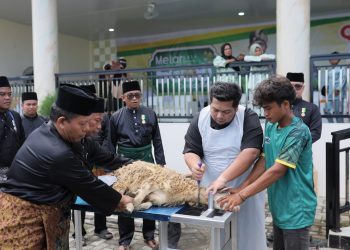 Kurban Idul Adha 2026 PT Aliyah Rizq Agriculture di Sumatera Utara Raih Rekor Asia Dan ASEAN, Sembelih 1.900 Ekor Domba