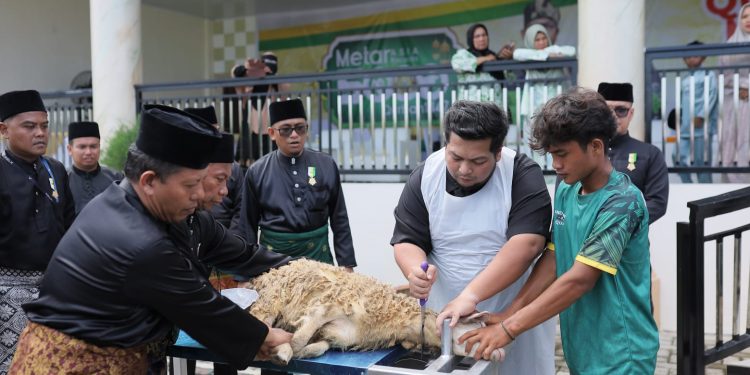 Kurban Idul Adha 2026 PT Aliyah Rizq Agriculture di Sumatera Utara Raih Rekor Asia Dan ASEAN, Sembelih 1.900 Ekor Domba