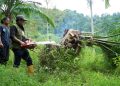 Memulihkan Kawasan Ekosistem Leuser, Ratusan Sawit Ditumbangkan