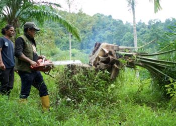 Memulihkan Kawasan Ekosistem Leuser, Ratusan Sawit Ditumbangkan