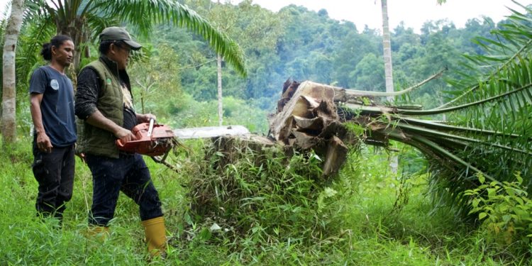 Memulihkan Kawasan Ekosistem Leuser, Ratusan Sawit Ditumbangkan