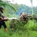 Memulihkan Kawasan Ekosistem Leuser, Ratusan Sawit Ditumbangkan