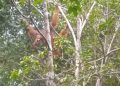 GGreen Justice Indonesia – LPHD Permata Hijau Ungkap Titik Sarang Orangutan Tapanuli di Penyangga Gunung Lubuk Raya
