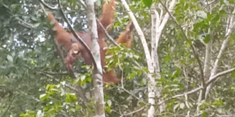 GGreen Justice Indonesia – LPHD Permata Hijau Ungkap Titik Sarang Orangutan Tapanuli di Penyangga Gunung Lubuk Raya