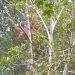 GGreen Justice Indonesia – LPHD Permata Hijau Ungkap Titik Sarang Orangutan Tapanuli di Penyangga Gunung Lubuk Raya