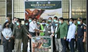 Indonesia Sambut Orangutan Sumatera “Rocky” Di Bandara Kualanamu Pasca diselundupkan ke India