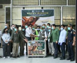 Indonesia Sambut Orangutan Sumatera “Rocky” Di Bandara Kualanamu Pasca diselundupkan ke India