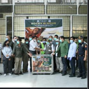 Indonesia Sambut Orangutan Sumatera “Rocky” Di Bandara Kualanamu Pasca diselundupkan ke India